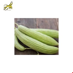بذر خیار چنبر 