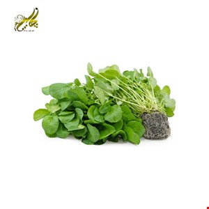 بذر شاهی