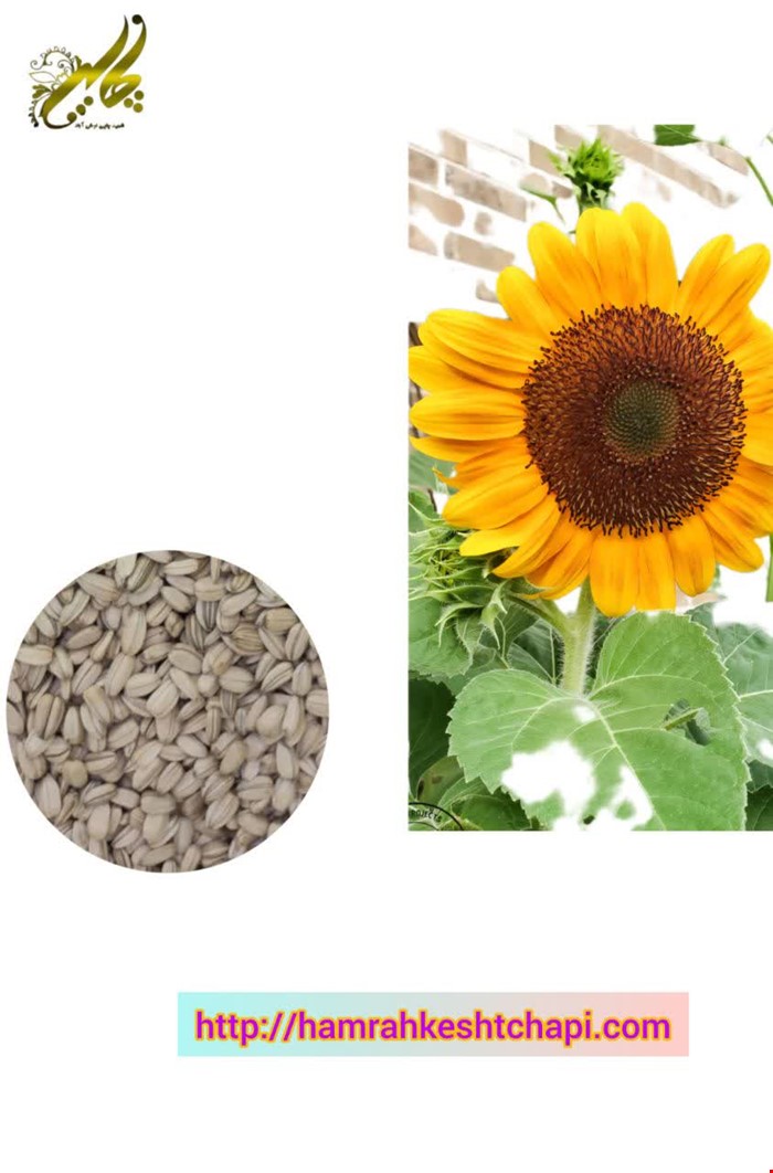 تخمه آفتابگردان